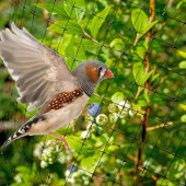 Сетка Универсал (45*45) шир. 2*100м (ЧЕРНЫЙ) Сетка Универсал (45*45) шир. 2*100м (ЧЕРНЫЙ)
